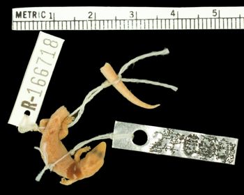 Media type: image;   Herpetology R-166718